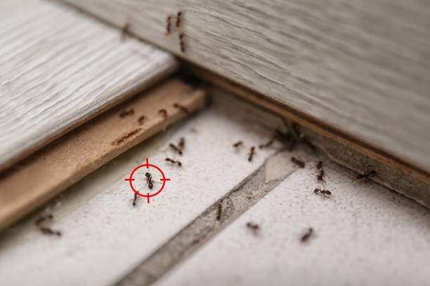 Best Commercial Pest Control Services  in Torrington, WY