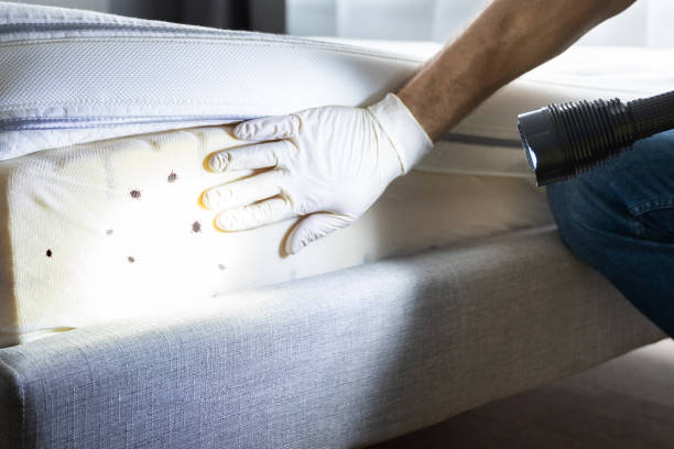 Best Cockroach Control Services  in Torrington, WY