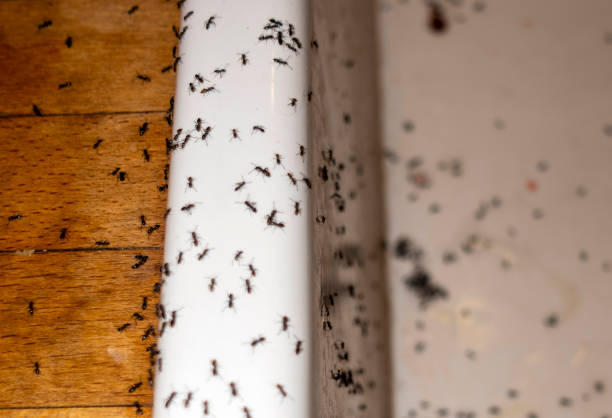 Best Spider Control Near Me  in Torrington, WY