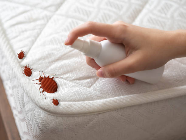 Best Flea Control Services  in Torrington, WY