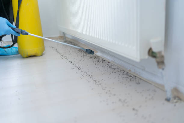 Flea Control Services in Torrington, WY